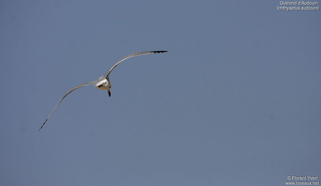 Audouin's Gulladult, Flight