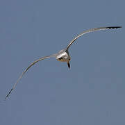 Audouin's Gull