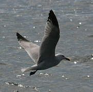 Audouin's Gull