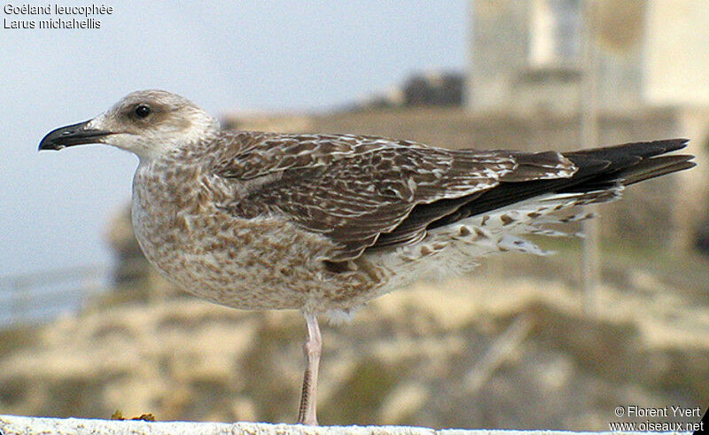 Yellow-legged Gulljuvenile, identification