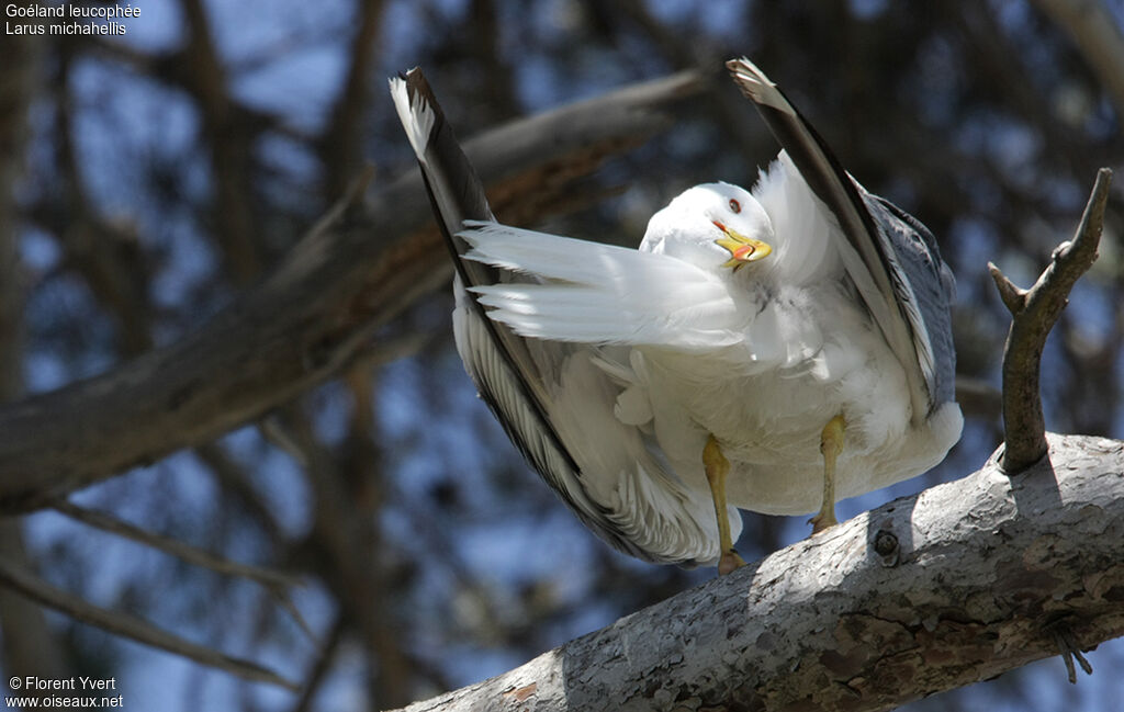 Yellow-legged Gulladult breeding, identification, Behaviour