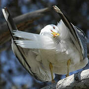 Yellow-legged Gull