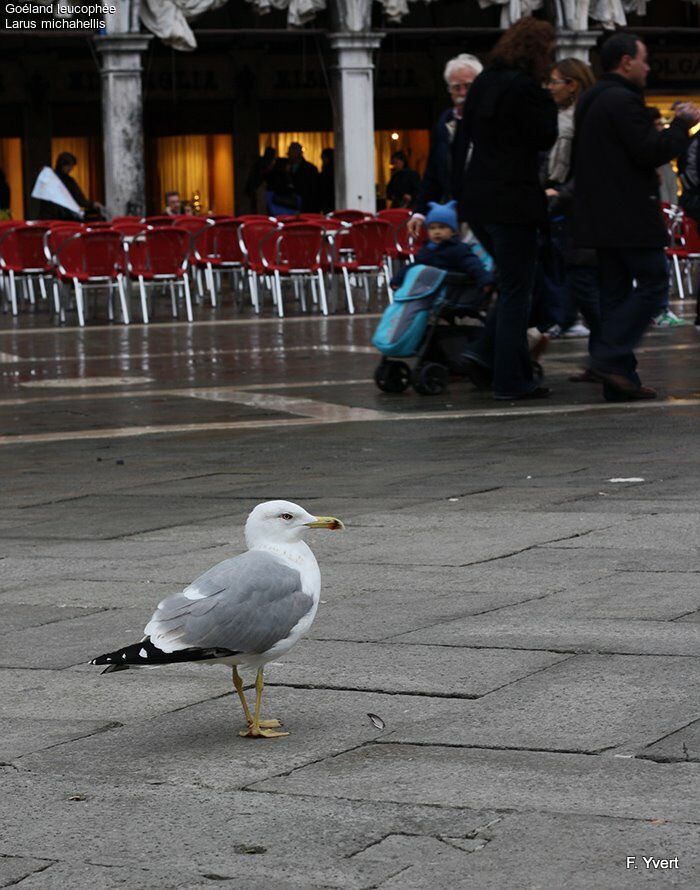 Yellow-legged Gullsubadult, Behaviour