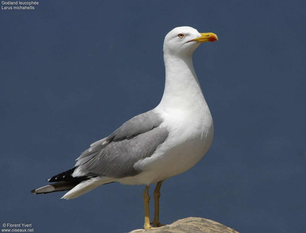 Goéland leucophéeadulte, identification, Comportement