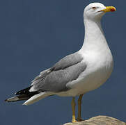 Yellow-legged Gull