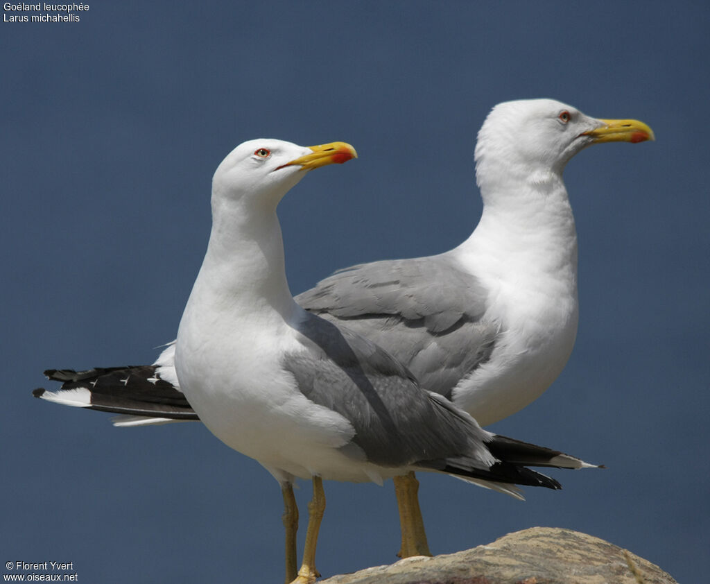 Goéland leucophée adulte nuptial, identification, Nidification, Comportement