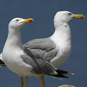 Yellow-legged Gull