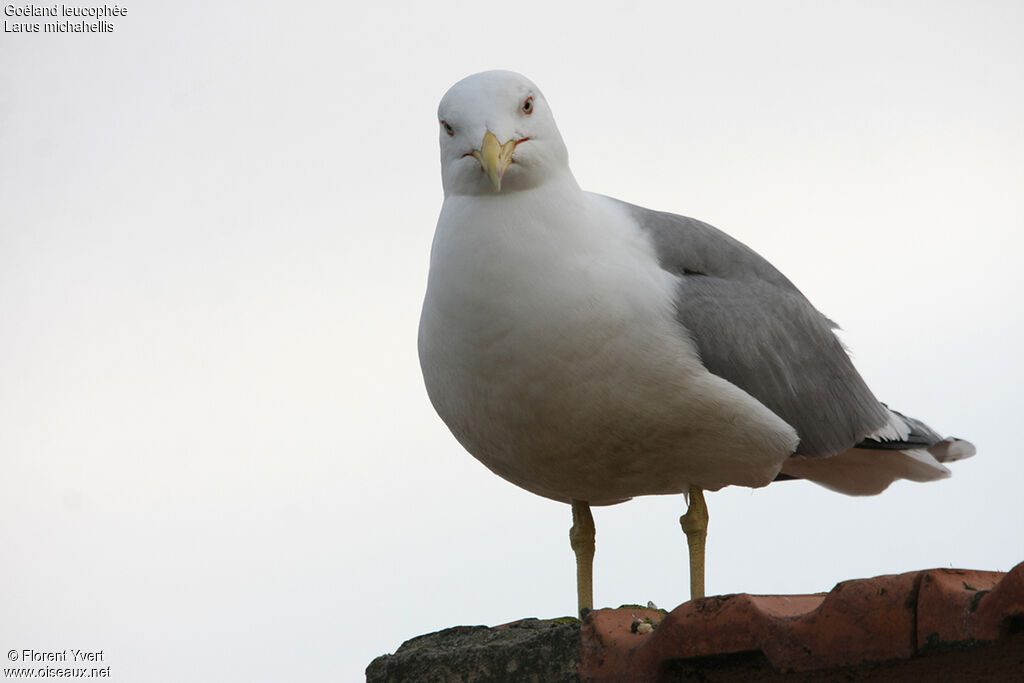 Goéland leucophéeadulte