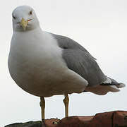 Yellow-legged Gull