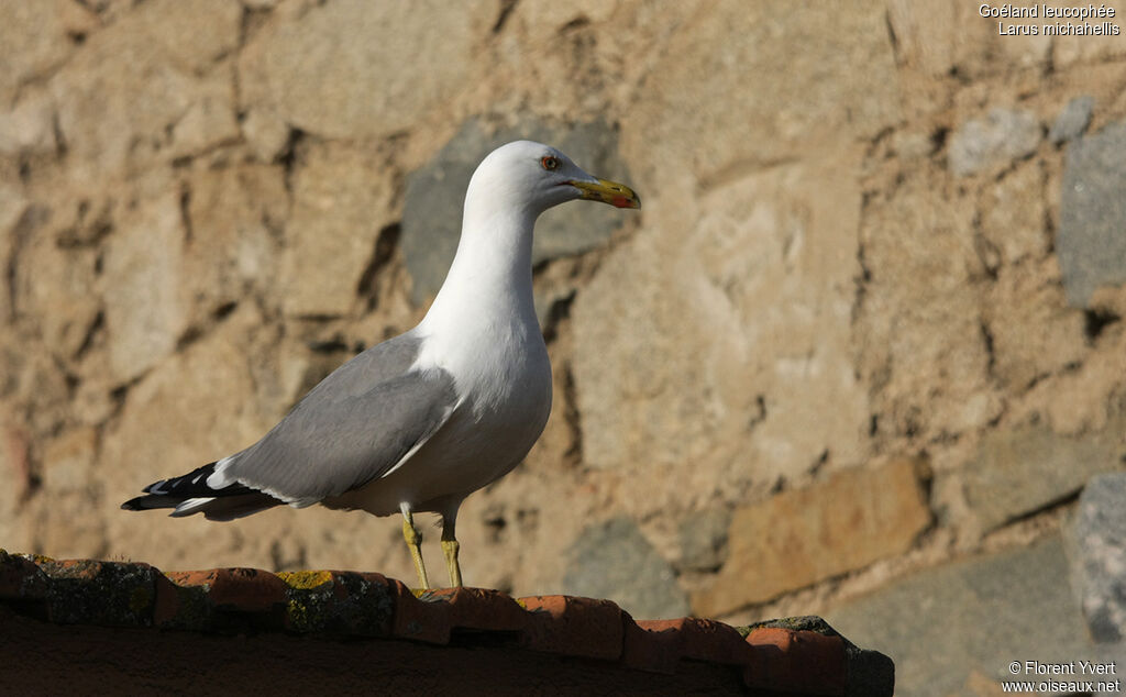 Yellow-legged Gulladult