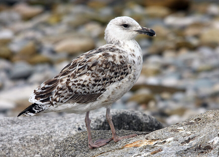 Great Black-backed GullFirst year, identification