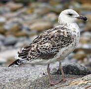 Great Black-backed Gull