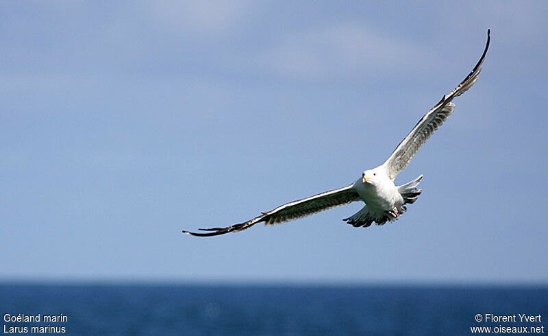 Great Black-backed Gulladult breeding, Flight