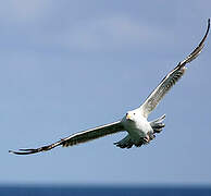 Great Black-backed Gull