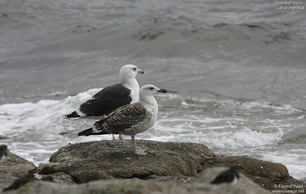 Goéland marin, identification