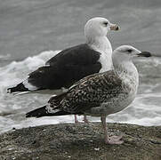 Great Black-backed Gull