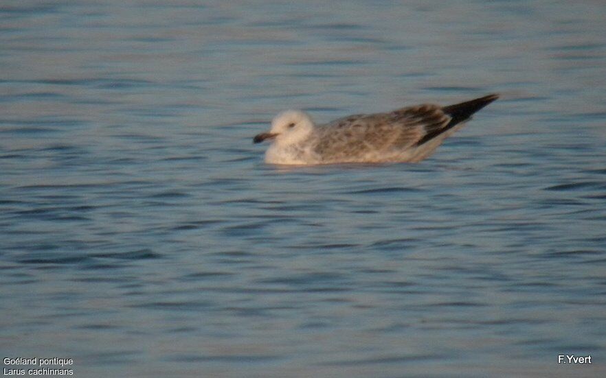 Caspian GullSecond year, identification