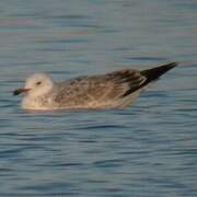 Caspian Gull