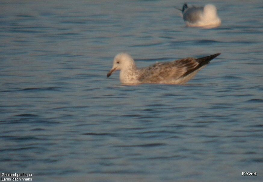 Caspian GullSecond year, identification