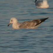 Caspian Gull