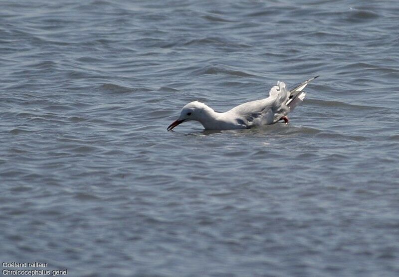 Slender-billed Gull, identification, Behaviour