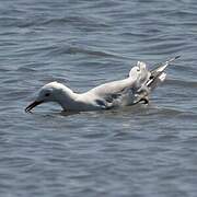 Slender-billed Gull