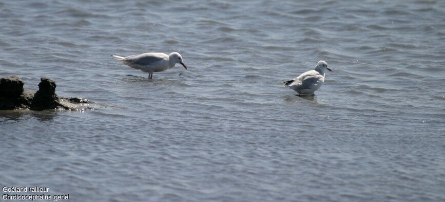 Slender-billed Gull, identification, Behaviour