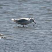 Slender-billed Gull