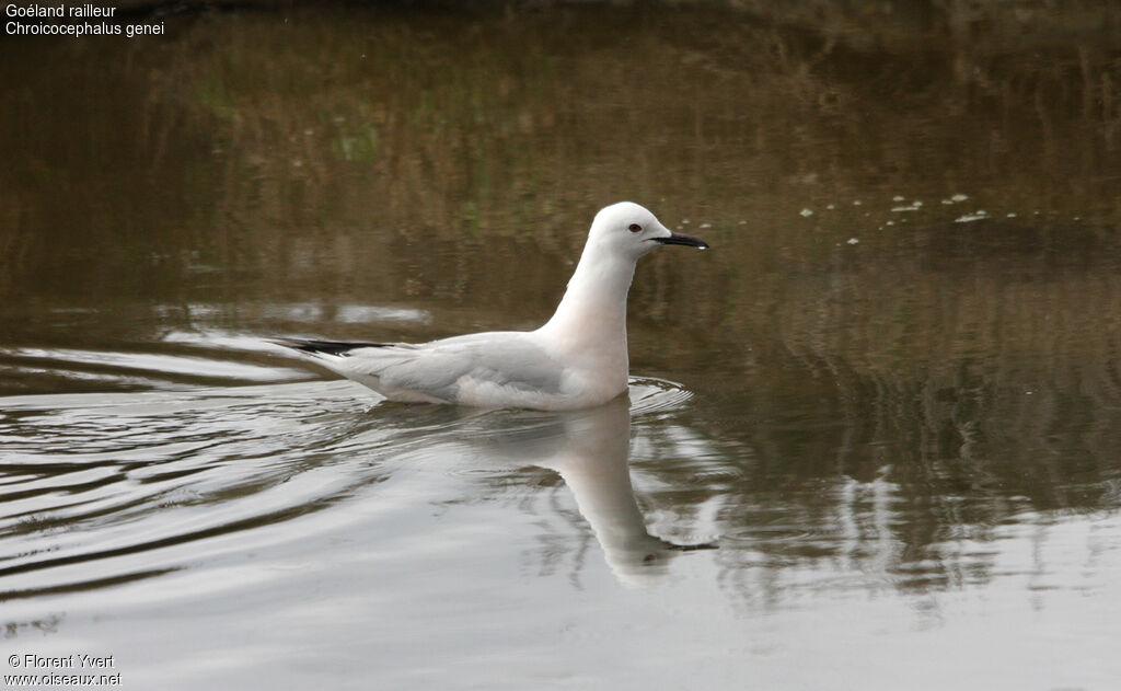 Slender-billed Gulladult breeding