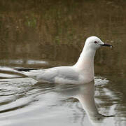 Slender-billed Gull