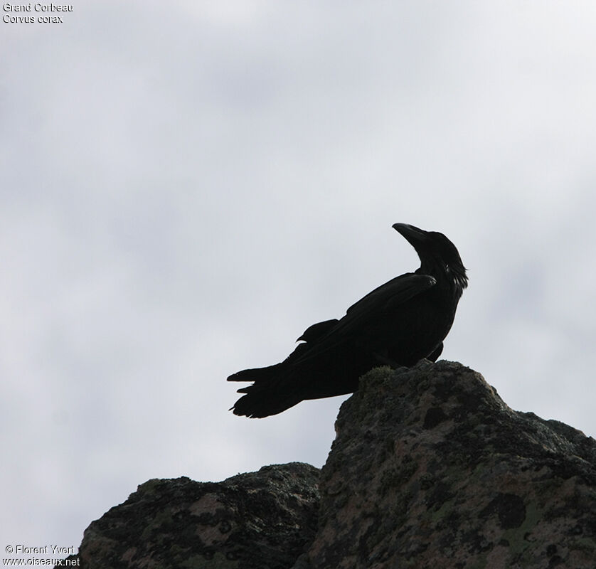 Northern Raven