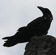 Northern Raven