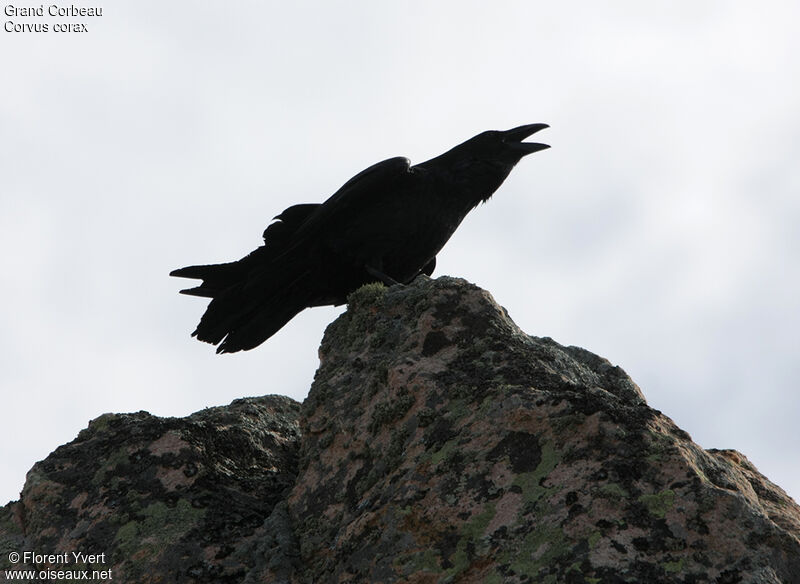 Northern Raven, song