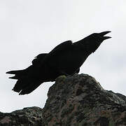 Northern Raven