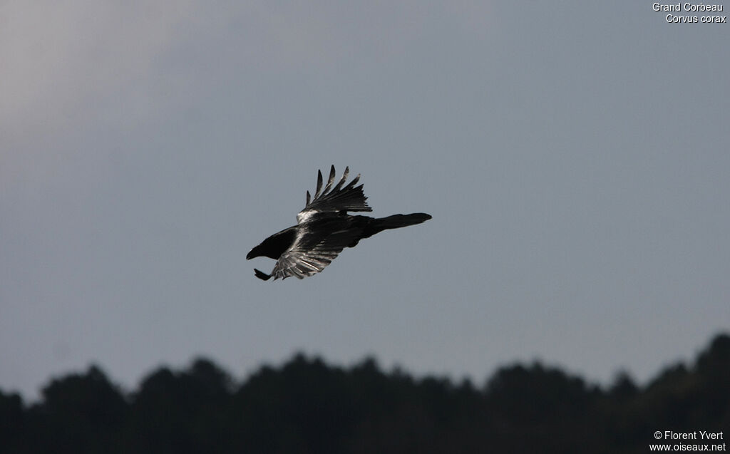 Northern Raven, Flight