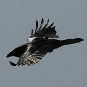 Northern Raven