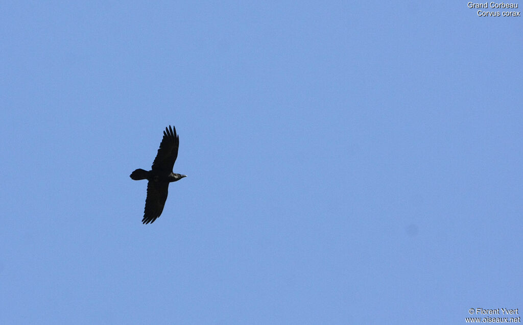 Northern Raven, Flight