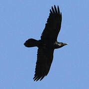 Northern Raven