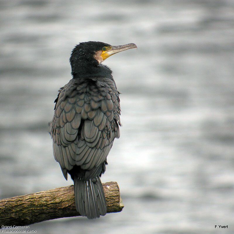 Grand Cormoranadulte internuptial, identification