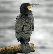 Great Cormorant