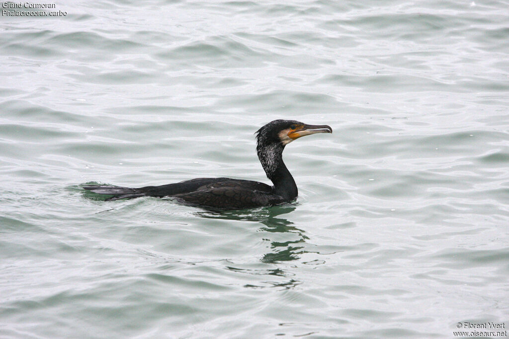 Great Cormorant