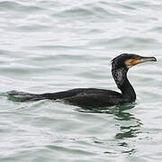 Great Cormorant