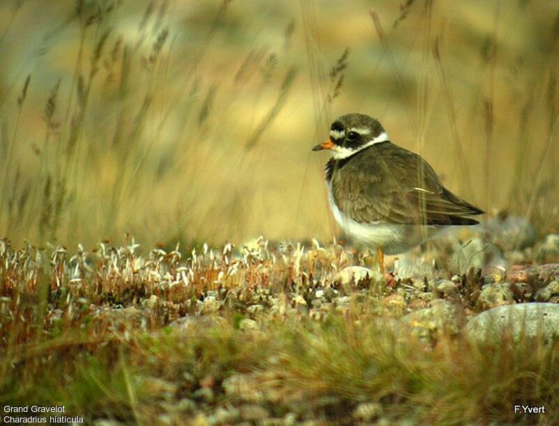 Common Ringed Ploveradult, Reproduction-nesting