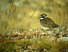 Common Ringed Plover