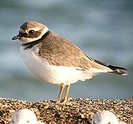 Common Ringed Plover