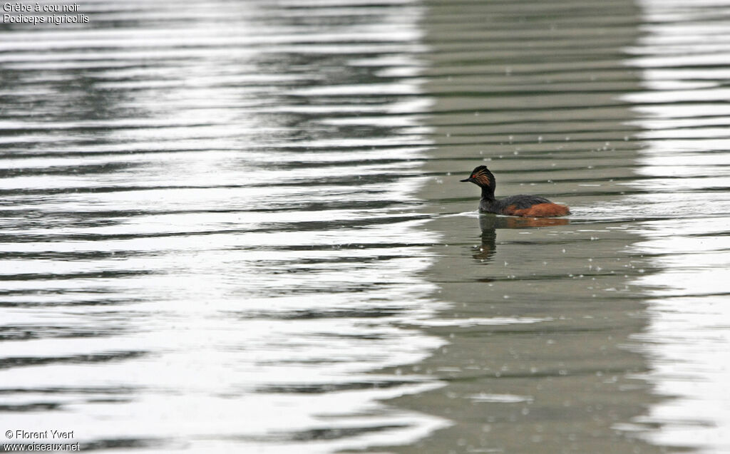 Grèbe à cou noiradulte nuptial