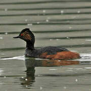 Black-necked Grebe