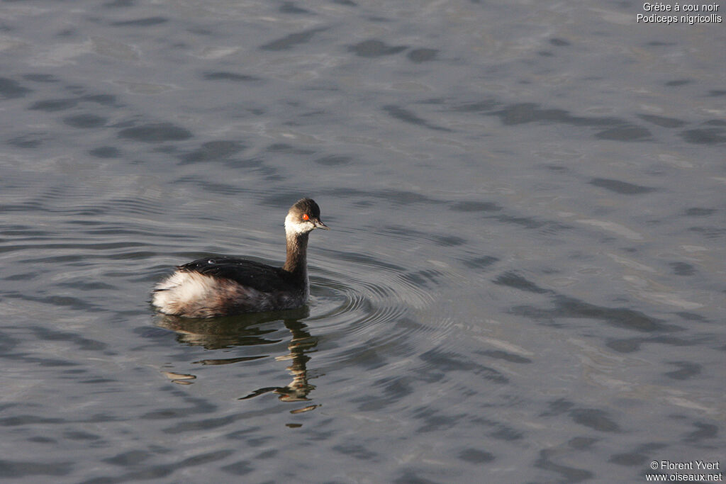 Black-necked Grebe