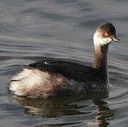 Black-necked Grebe