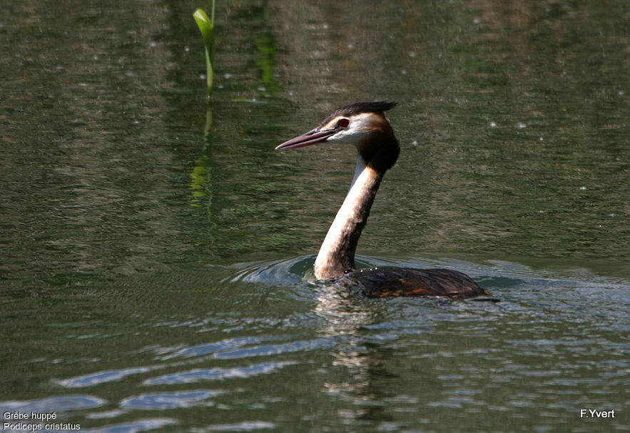 Great Crested Grebeadult breeding, identification